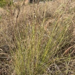 Rytidosperma pallidum at Griffith Woodland - 9 Nov 2023