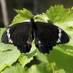Papilio aegeus (Orchard Swallowtail, Large Citrus Butterfly) at Higgins, ACT - 7 Nov 2023 by AlisonMilton