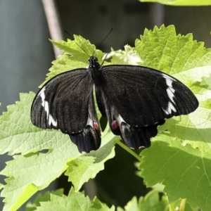 Papilio aegeus at Higgins, ACT - 8 Nov 2023