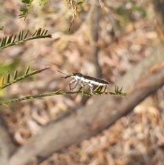 Rhinotia sp. (genus) (Unidentified Rhinotia weevil) at Yarralumla, ACT - 6 Nov 2023 by Ella