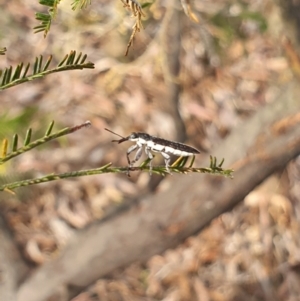 Rhinotia sp. (genus) at Stirling Park (STP) - 6 Nov 2023