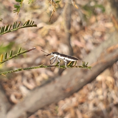 Rhinotia sp. (genus) (Unidentified Rhinotia weevil) at Stirling Park (STP) - 6 Nov 2023 by Ella