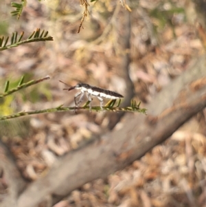 Rhinotia sp. (genus) at Stirling Park (STP) - 6 Nov 2023