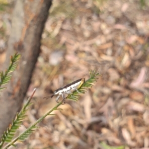 Rhinotia sp. (genus) at Stirling Park (STP) - 6 Nov 2023