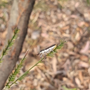 Rhinotia sp. (genus) at Stirling Park (STP) - 6 Nov 2023