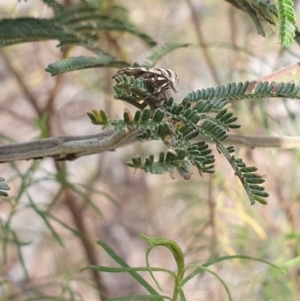 Tortricopsis aulacois at Stirling Park (STP) - 6 Nov 2023