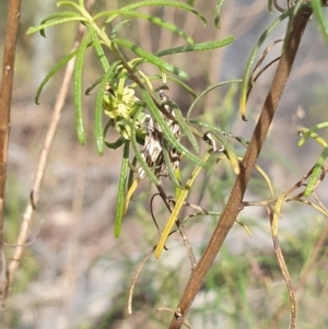 Tortricopsis aulacois at Stirling Park (STP) - 6 Nov 2023