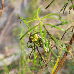 Tortricopsis aulacois at Stirling Park (STP) - 6 Nov 2023