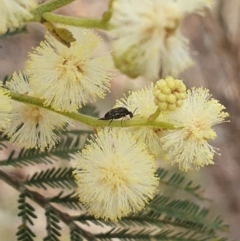 Mordellidae (family) at Stirling Park (STP) - 6 Nov 2023 05:06 PM