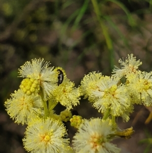 Mordellidae (family) at Stirling Park (STP) - 6 Nov 2023