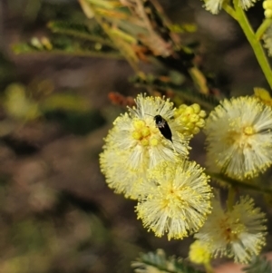 Mordellidae (family) at Stirling Park (STP) - 6 Nov 2023 05:06 PM