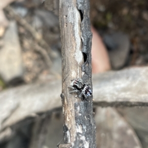 Maratus harrisi at Kosciuszko National Park - suppressed