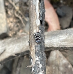 Maratus harrisi at Kosciuszko National Park - suppressed