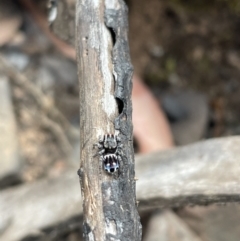 Maratus harrisi at Kosciuszko National Park - suppressed