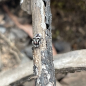 Maratus harrisi at Kosciuszko National Park - suppressed