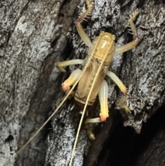Paragryllacris sp. (genus) (Raspy or Tree cricket) at Ainslie, ACT - 7 Nov 2023 by Pirom