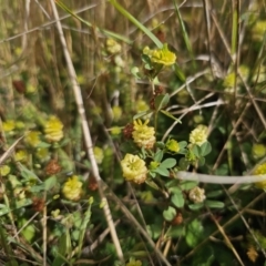 Trifolium campestre (Hop Clover) at Bungendore, NSW - 9 Nov 2023 by Csteele4