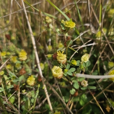Trifolium campestre (Hop Clover) at Gidleigh TSR - 9 Nov 2023 by Csteele4