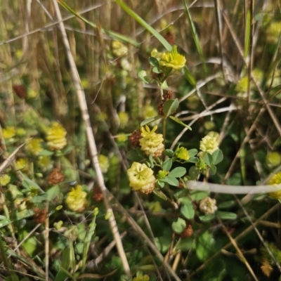 Trifolium campestre (Hop Clover) at Bungendore, NSW - 9 Nov 2023 by Csteele4