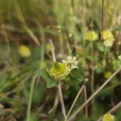 Trifolium campestre at QPRC LGA - 9 Nov 2023