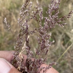 Poa sieberiana (Poa Tussock) at Lower Molonglo - 8 Nov 2023 by SteveBorkowskis