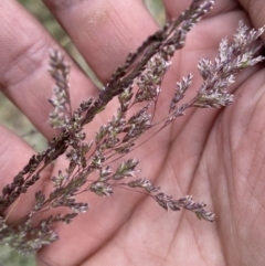 Poa sieberiana at Molonglo River Reserve - 9 Nov 2023