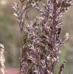 Poa sieberiana at Molonglo River Reserve - 9 Nov 2023