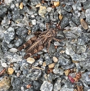 Pycnostictus sp. (genus) at Molonglo River Reserve - 9 Nov 2023 08:47 AM