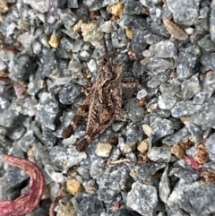 Pycnostictus sp. (genus) at Molonglo River Reserve - 9 Nov 2023 08:47 AM