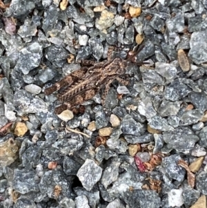 Pycnostictus sp. (genus) at Molonglo River Reserve - 9 Nov 2023 08:47 AM