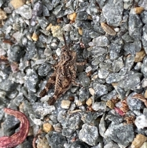 Pycnostictus sp. (genus) at Molonglo River Reserve - 9 Nov 2023 08:47 AM