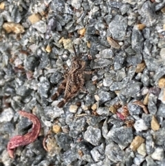 Pycnostictus sp. (genus) at Molonglo River Reserve - 9 Nov 2023