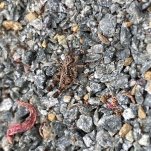 Pycnostictus sp. (genus) at Molonglo River Reserve - 9 Nov 2023 08:47 AM