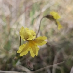 Velleia paradoxa (Spur Velleia) at Bungendore, NSW - 9 Nov 2023 by Csteele4