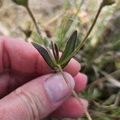 Goodenia paradoxa at Gidleigh TSR - 9 Nov 2023 04:03 PM