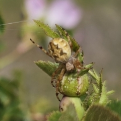 Salsa fuliginata (Sooty Orb-weaver) at Bungendore, NSW - 9 Nov 2023 by Csteele4