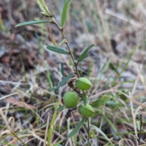 Hovea heterophylla at Belconnen, ACT - 7 Nov 2023