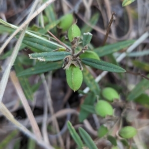 Hovea heterophylla at Belconnen, ACT - 7 Nov 2023