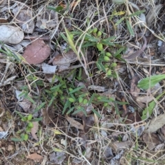 Hovea heterophylla at Belconnen, ACT - 7 Nov 2023