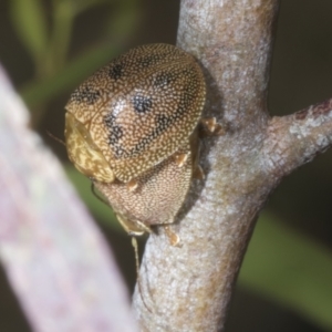 Paropsis atomaria at McKellar, ACT - 7 Nov 2023