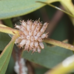 Paropsis atomaria at McKellar, ACT - 7 Nov 2023