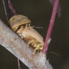 Paropsis atomaria at McKellar, ACT - 7 Nov 2023