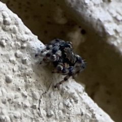 Maratus griseus (Jumping spider) at Braddon, ACT - 9 Nov 2023 by Hejor1
