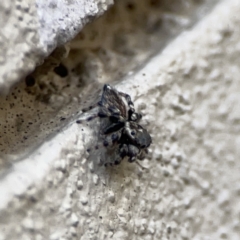 Maratus griseus at City Renewal Authority Area - 9 Nov 2023 05:57 PM