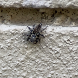 Maratus griseus at City Renewal Authority Area - 9 Nov 2023 05:57 PM