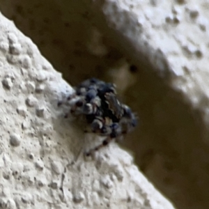 Maratus griseus at City Renewal Authority Area - 9 Nov 2023 05:57 PM