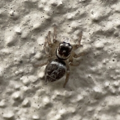 Maratus griseus (Jumping spider) at Braddon, ACT - 9 Nov 2023 by Hejor1