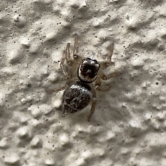 Maratus griseus (Jumping spider) at City Renewal Authority Area - 9 Nov 2023 by Hejor1