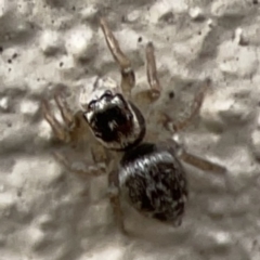 Maratus griseus at City Renewal Authority Area - 9 Nov 2023 06:02 PM