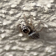 Maratus griseus at City Renewal Authority Area - 9 Nov 2023 06:02 PM